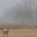 Deer in Misty Meadow by Marcy Wielfaert