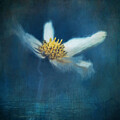 Delicate White Flower on Blue by Priska Wettstein
