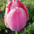 Dew-covered tulip