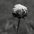 Dew-Kissed Peony Bud by Vi Ray