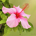 Digitally painted Hibiscus flower.