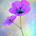 Digitally painted purple Geranium with a fairytale effect. 