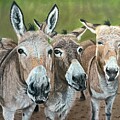 Donkey Proposal by Marlene Little