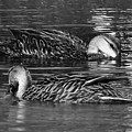 Ducks Yin and Yang Photograph by David McKinney