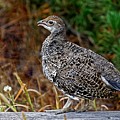 Dusky Grouse - Yellowstone