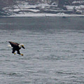Eagle Going In