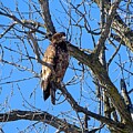 Eagle Perched on Bare Tree Branches by Steven Ralser