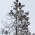 Eagles in Snow