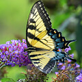 Eastern Tiger Swallowtail Butterfly by Jason Fink