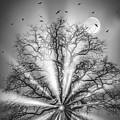 Eclipse by Sofie Conte