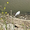 Egret by the Riverbank by Barbara Siegel