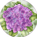 Elegant Pink Hydrangea Hand-Drawn Digital Watercolor Floral Wall Art