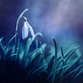 Elegant Snowdrop in Focus by Priska Wettstein