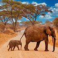 Elephants Crossing the Road Photograph by Bruce Block