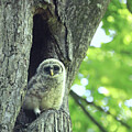 Emerging Owlet - NC