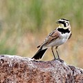 Endangered Tenor - Streaked Horned Lark