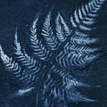 Ethereal Fern Silhouette by Elizabeth Reich