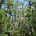 Everglades trees 
