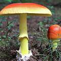 Fabulous Mushrooms