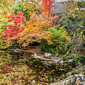 Fall in Lithia Park by Diane Moller
