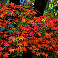 Fall in Seattle Washington Photograph by Tommy Farnsworth