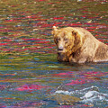 Fat Bear in River of Fish by Nancy Gleason