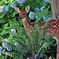 Fawn and Flower