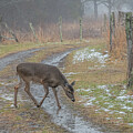 February in Cades Cove by Marcy Wielfaert