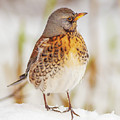 Fieldfare in the snow