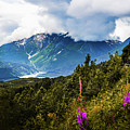 Fields of Elysium, Valdez Alaska by Shannon Williams