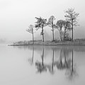 Fine Trees from the misty shore of Loch Ard by Grant Glendinning
