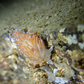 Flabellina verrucosa on the move