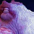 Flash - Giant Pacific Octopus