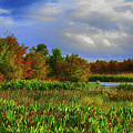 Florida Wetlands 1