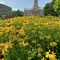 Flowers on Old Capital Grounds by Robert Allen Hill