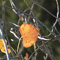 Fluttering Cottonwood Leaf by Amanda R Wright