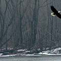 Flying Eagle