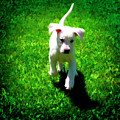 Joyful White Lab Puppy in the Grass - Canvas Print by Waterdancer