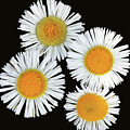 Four Small Daisies