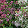 French Hydrangeas