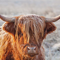 Frosty highland cow