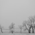 Frosty Trees by Amanda R Wright