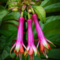 Fuchsia by Joe Fisher