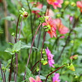 Garden Daliahs by D Lee