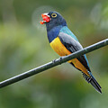 Gartered Trogon by Jean Noren
