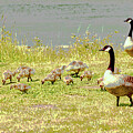 Geese and Goslings Digital Art by Bruce Block