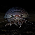 Giant Deep-sea Isopod Sporting a Fu Manchu