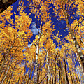 Golden Aspens