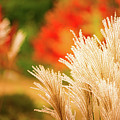 Golden Autumn Grass