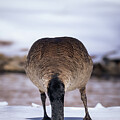 Goose with Head in the Snow by Jason Fink